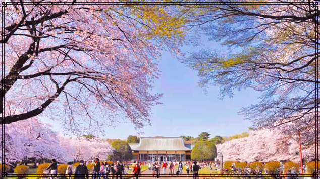 小金井公園桜まつり18はいつ 屋台やライトアップは 穴場情報も ゆいかブログ