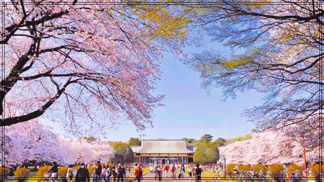 小金井公園桜まつり2018はいつ?屋台やライトアップは?穴場情報も!